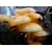 Мицелий Опенка зимнего / Фламмулина бархатистая (Flammulina velutipes)
